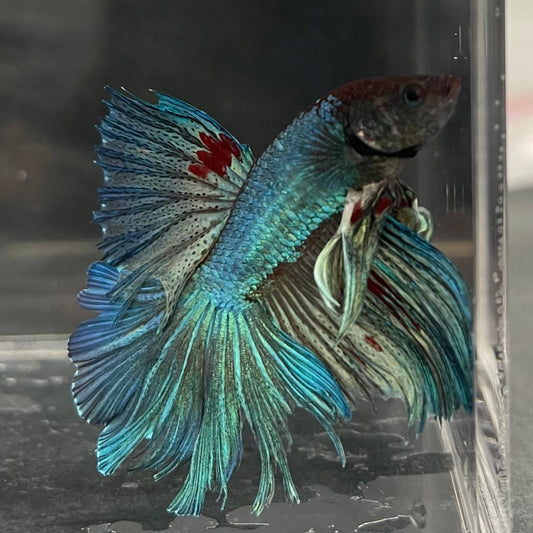 the-fish-farm Male Betta Male Betta - One Only - 22 Choose your favourite Male Betta from The Fish Farm Australia