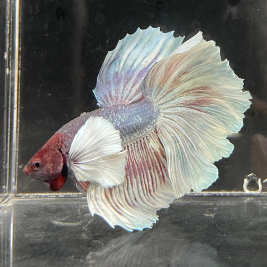 the-fish-farm Male Betta Male Betta - One Only - 22 Choose your favourite Male Betta from The Fish Farm Australia