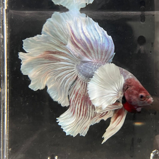 the-fish-farm Male Betta Male Betta - One Only - 22 Choose your favourite Male Betta from The Fish Farm Australia