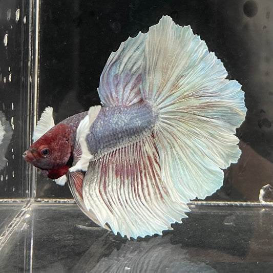 the-fish-farm Male Betta Male Betta - One Only - 22 Choose your favourite Male Betta from The Fish Farm Australia