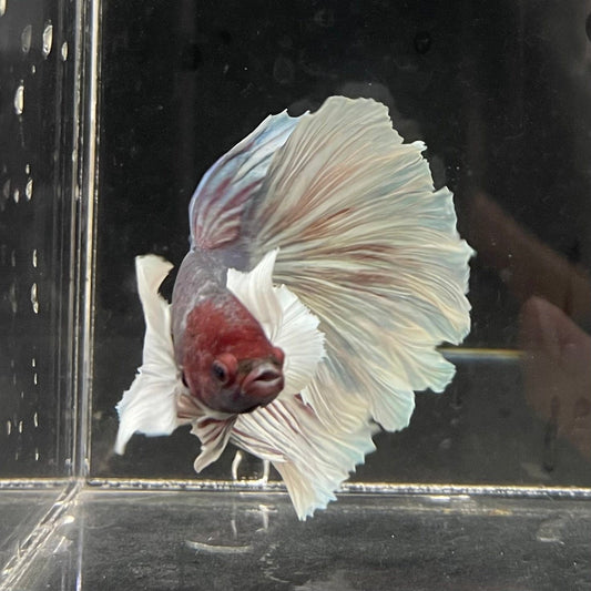the-fish-farm Male Betta Male Betta - One Only - 22 Choose your favourite Male Betta from The Fish Farm Australia