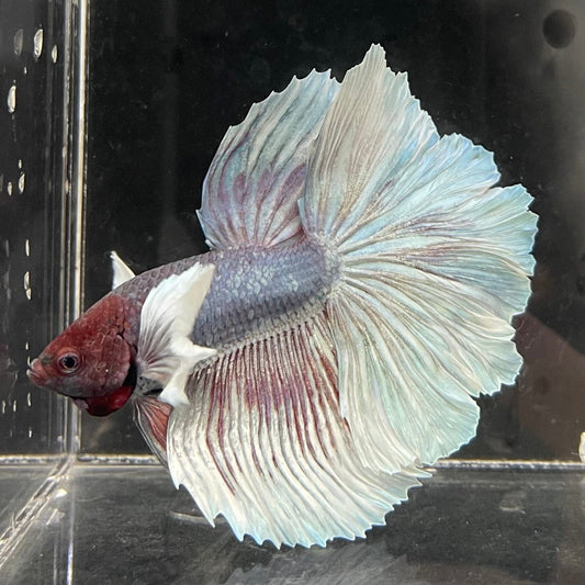 the-fish-farm Male Betta Male Betta - One Only - 22 Choose your favourite Male Betta from The Fish Farm Australia