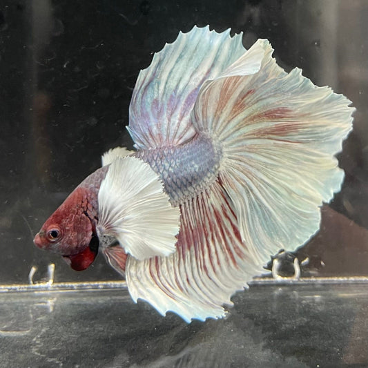 the-fish-farm Male Betta Male Betta - One Only - 22 Choose your favourite Male Betta from The Fish Farm Australia