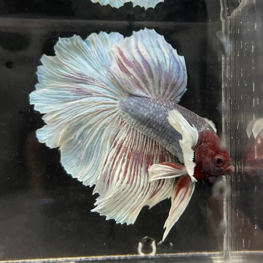 the-fish-farm Male Betta Male Betta - One Only - 22 Choose your favourite Male Betta from The Fish Farm Australia