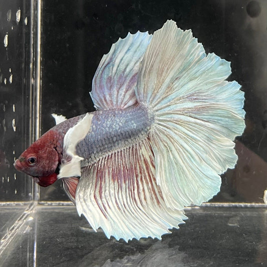 the-fish-farm Male Betta Male Betta - One Only - 22 Choose your favourite Male Betta from The Fish Farm Australia