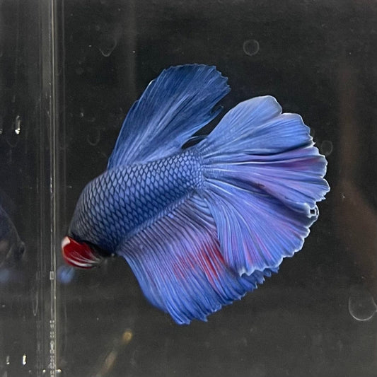 the-fish-farm Male Betta Male Betta - One Only - 22 Choose your favourite Male Betta from The Fish Farm Australia