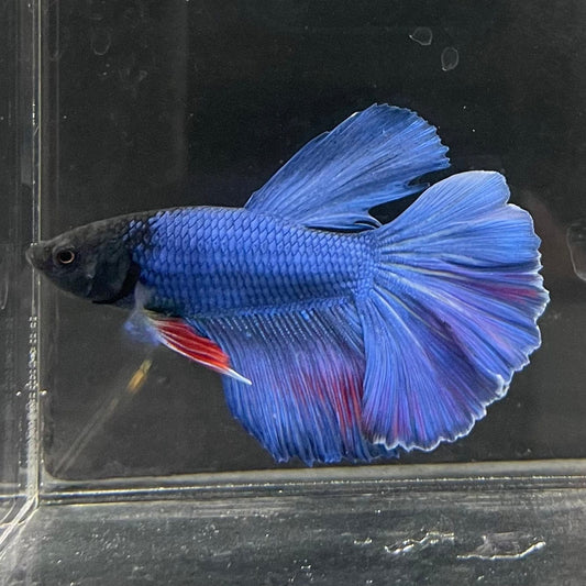 the-fish-farm Male Betta Male Betta - One Only - 22 Choose your favourite Male Betta from The Fish Farm Australia