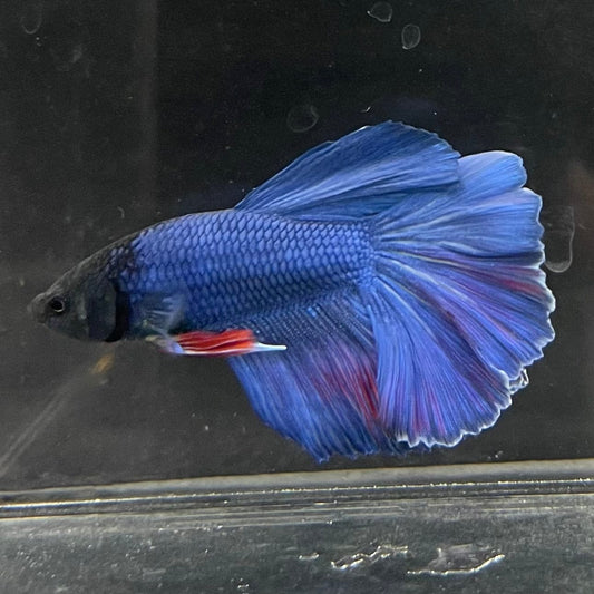 the-fish-farm Male Betta Male Betta - One Only - 22 Choose your favourite Male Betta from The Fish Farm Australia