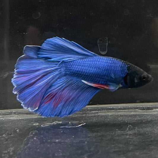 the-fish-farm Male Betta Male Betta - One Only - 22 Choose your favourite Male Betta from The Fish Farm Australia