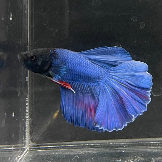 the-fish-farm Male Betta Male Betta - One Only - 22 Choose your favourite Male Betta from The Fish Farm Australia