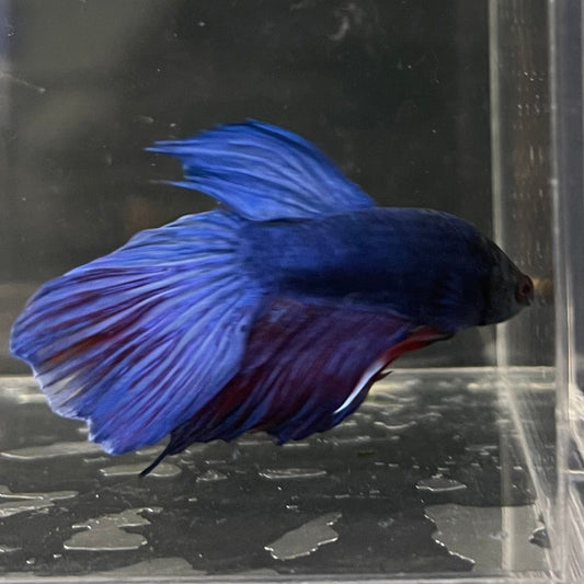 the-fish-farm Male Betta Male Betta - One Only - 22 Choose your favourite Male Betta from The Fish Farm Australia