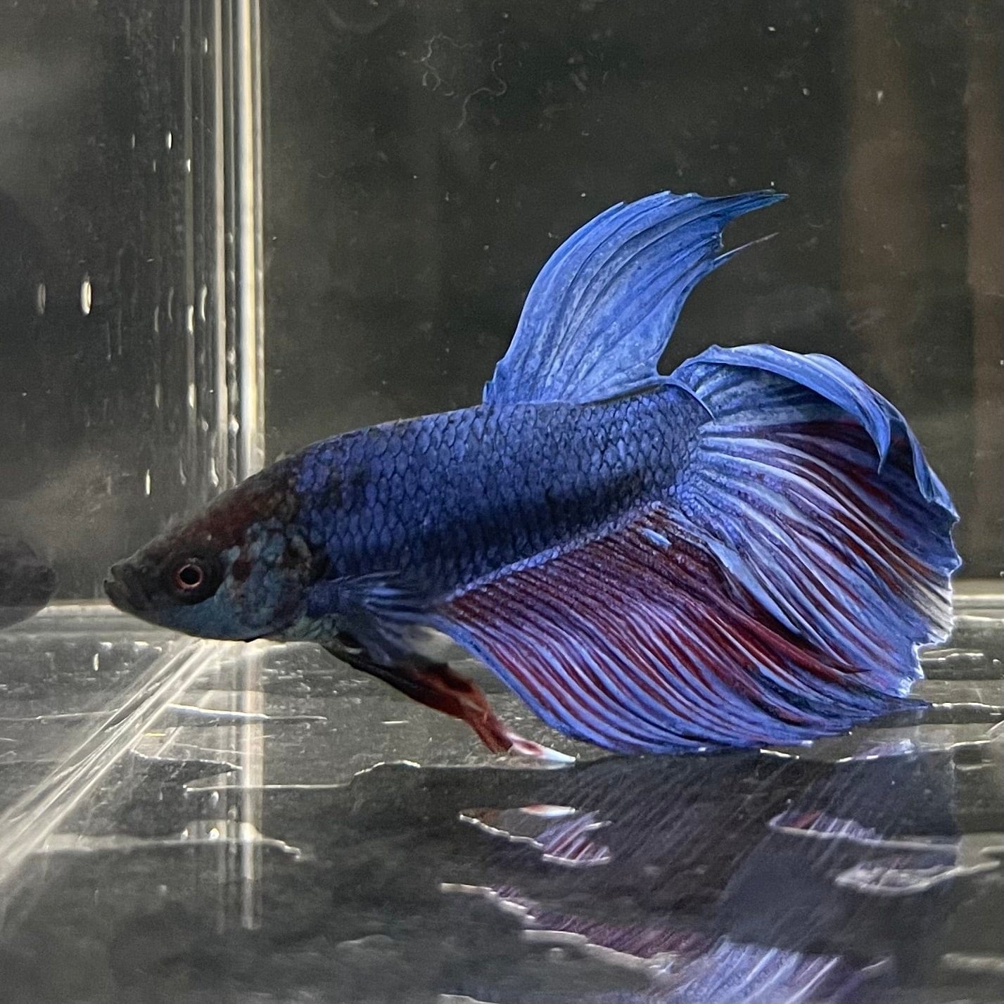 the-fish-farm Male Betta Male Betta - One Only - 22 Choose your favourite Male Betta from The Fish Farm Australia