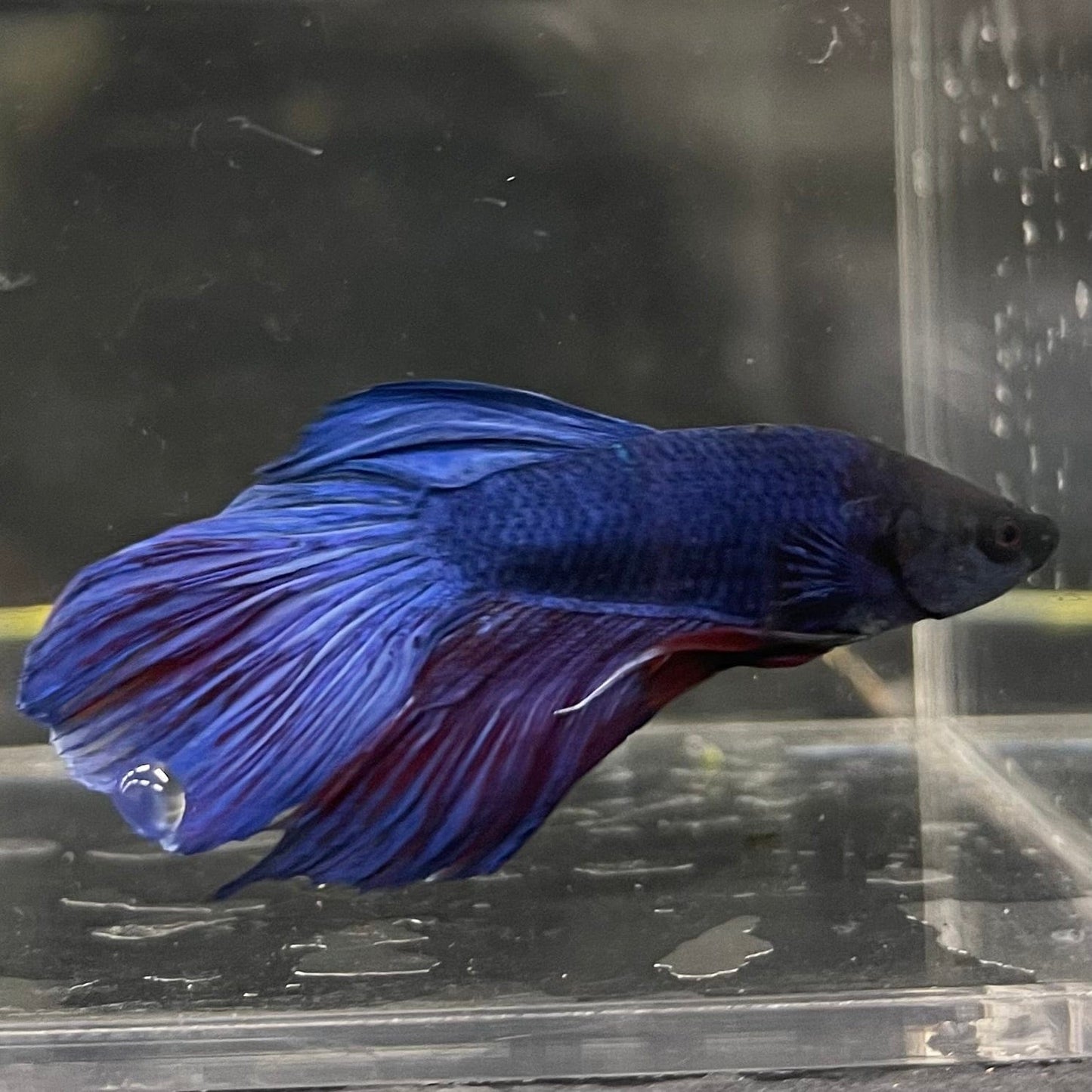 the-fish-farm Male Betta Male Betta - One Only - 22 Choose your favourite Male Betta from The Fish Farm Australia