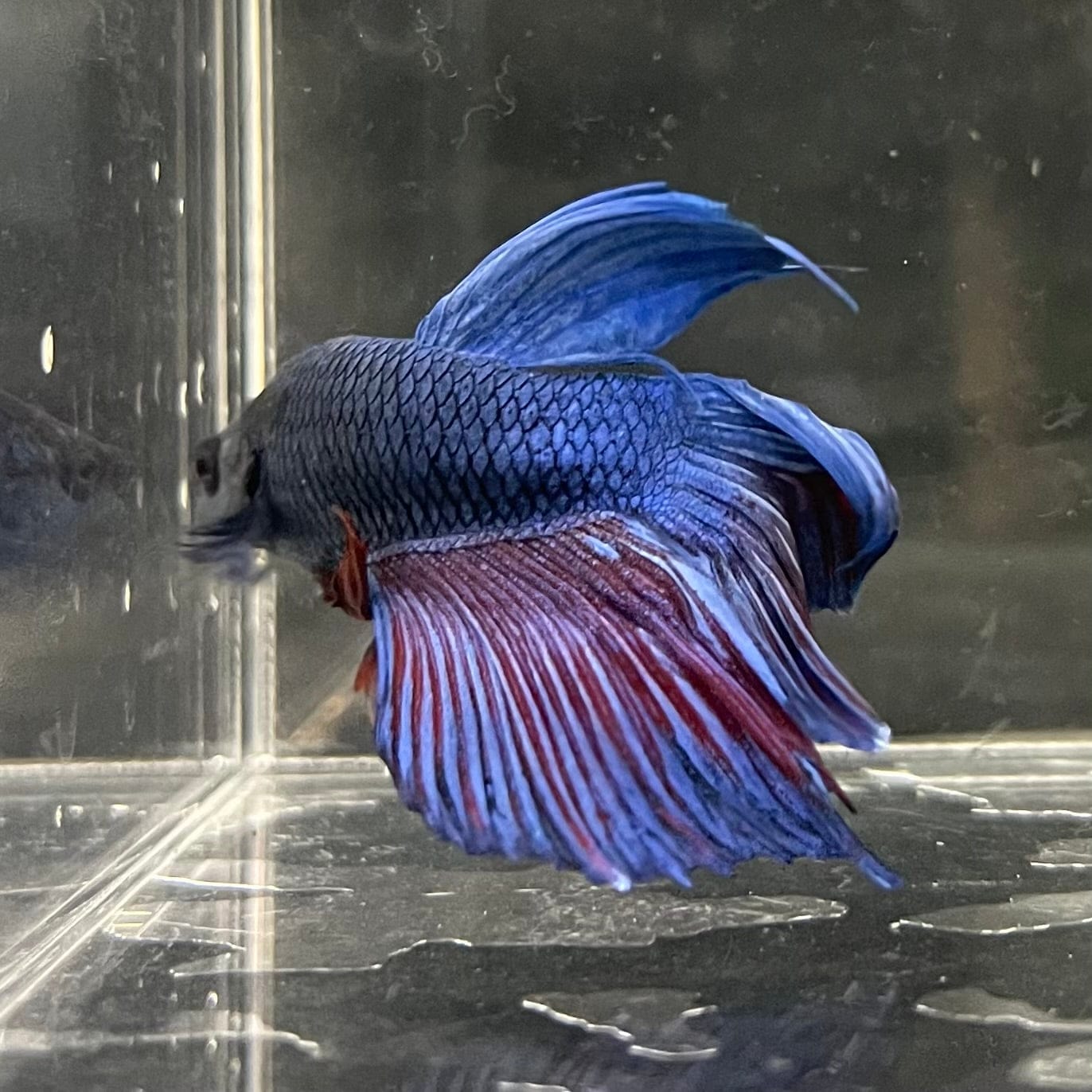 the-fish-farm Male Betta Male Betta - One Only - 22 Choose your favourite Male Betta from The Fish Farm Australia