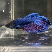 the-fish-farm Male Betta Male Betta - One Only - 22 Choose your favourite Male Betta from The Fish Farm Australia