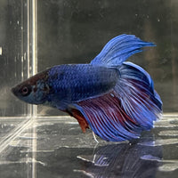 the-fish-farm Male Betta Male Betta - One Only - 22 Choose your favourite Male Betta from The Fish Farm Australia