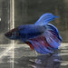 the-fish-farm Male Betta Male Betta - One Only - 22 Choose your favourite Male Betta from The Fish Farm Australia
