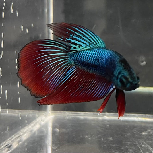 the-fish-farm Male Betta Male Betta - One Only - 22 Choose your favourite Male Betta from The Fish Farm Australia