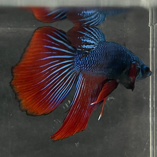 the-fish-farm Male Betta Male Betta - One Only - 22 Choose your favourite Male Betta from The Fish Farm Australia