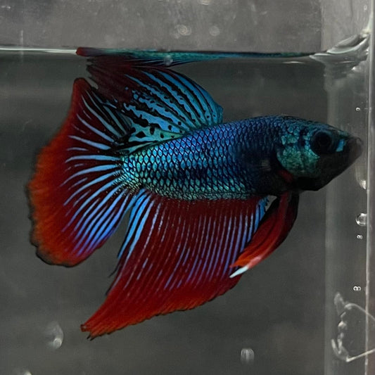 the-fish-farm Male Betta Male Betta - One Only - 22 Choose your favourite Male Betta from The Fish Farm Australia