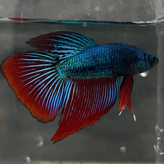 the-fish-farm Male Betta Male Betta - One Only - 22 Choose your favourite Male Betta from The Fish Farm Australia