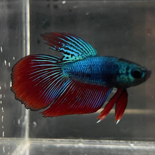 the-fish-farm Male Betta Male Betta - One Only - 22 Choose your favourite Male Betta from The Fish Farm Australia