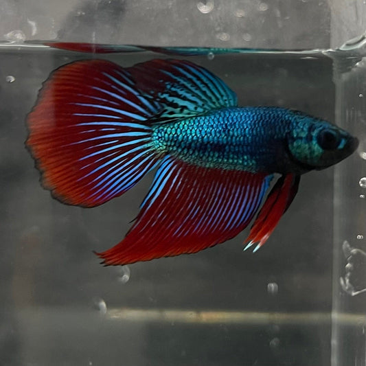 the-fish-farm Male Betta Male Betta - One Only - 22 Choose your favourite Male Betta from The Fish Farm Australia
