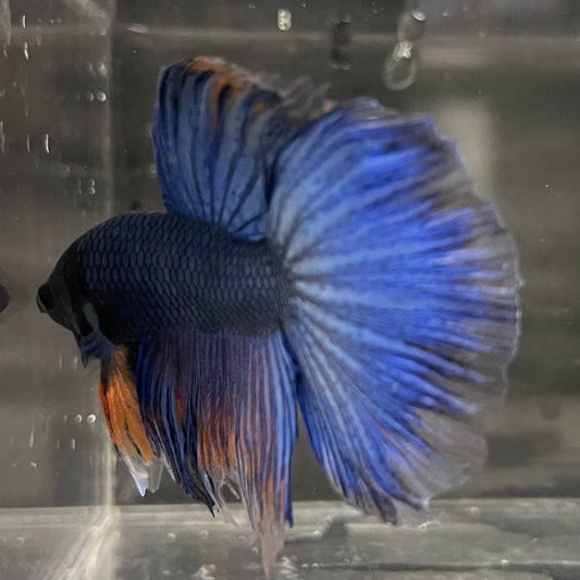 the-fish-farm Male Betta Male Betta - One Only - 22 Choose your favourite Male Betta from The Fish Farm Australia