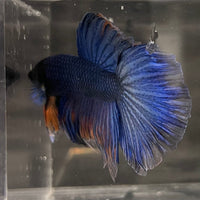 the-fish-farm Male Betta Male Betta - One Only - 22 Choose your favourite Male Betta from The Fish Farm Australia