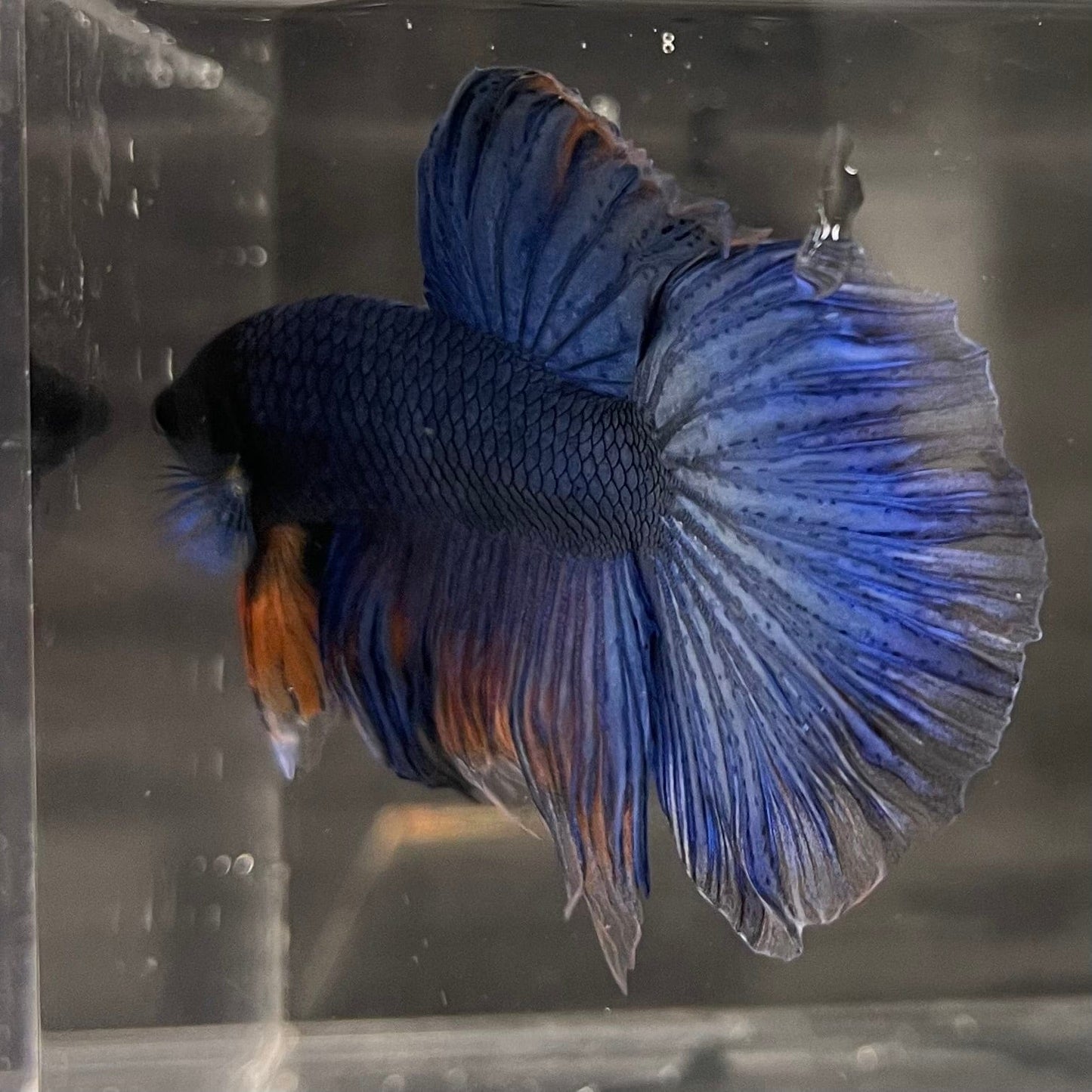 the-fish-farm Male Betta Male Betta - One Only - 22 Choose your favourite Male Betta from The Fish Farm Australia