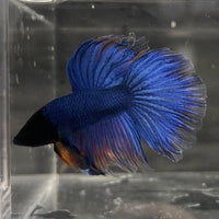 the-fish-farm Male Betta Male Betta - One Only - 22 Choose your favourite Male Betta from The Fish Farm Australia