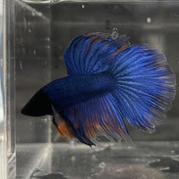 the-fish-farm Male Betta Male Betta - One Only - 22 Choose your favourite Male Betta from The Fish Farm Australia