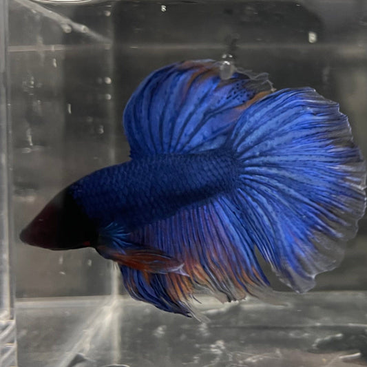 the-fish-farm Male Betta Male Betta - One Only - 22 Choose your favourite Male Betta from The Fish Farm Australia