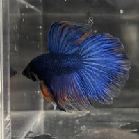the-fish-farm Male Betta Male Betta - One Only - 22 Choose your favourite Male Betta from The Fish Farm Australia