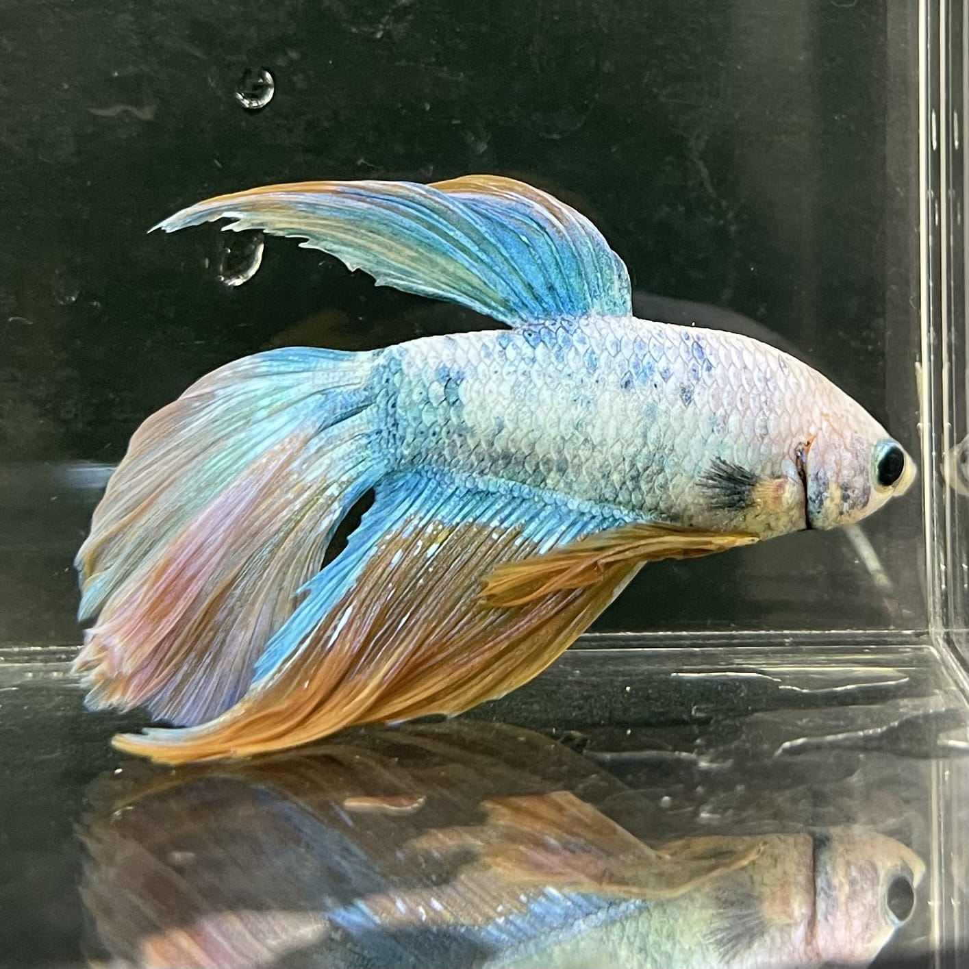 the-fish-farm Male Betta Male Betta - One Only - 22 Choose your favourite Male Betta from The Fish Farm Australia