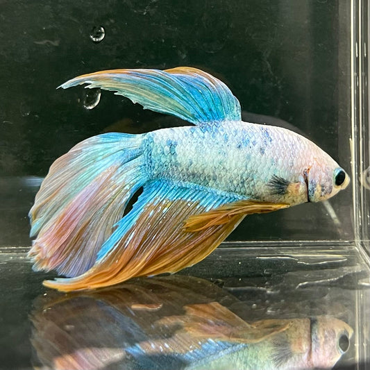 the-fish-farm Male Betta Male Betta - One Only - 22 Choose your favourite Male Betta from The Fish Farm Australia
