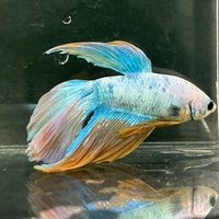 the-fish-farm Male Betta Male Betta - One Only - 22 Choose your favourite Male Betta from The Fish Farm Australia