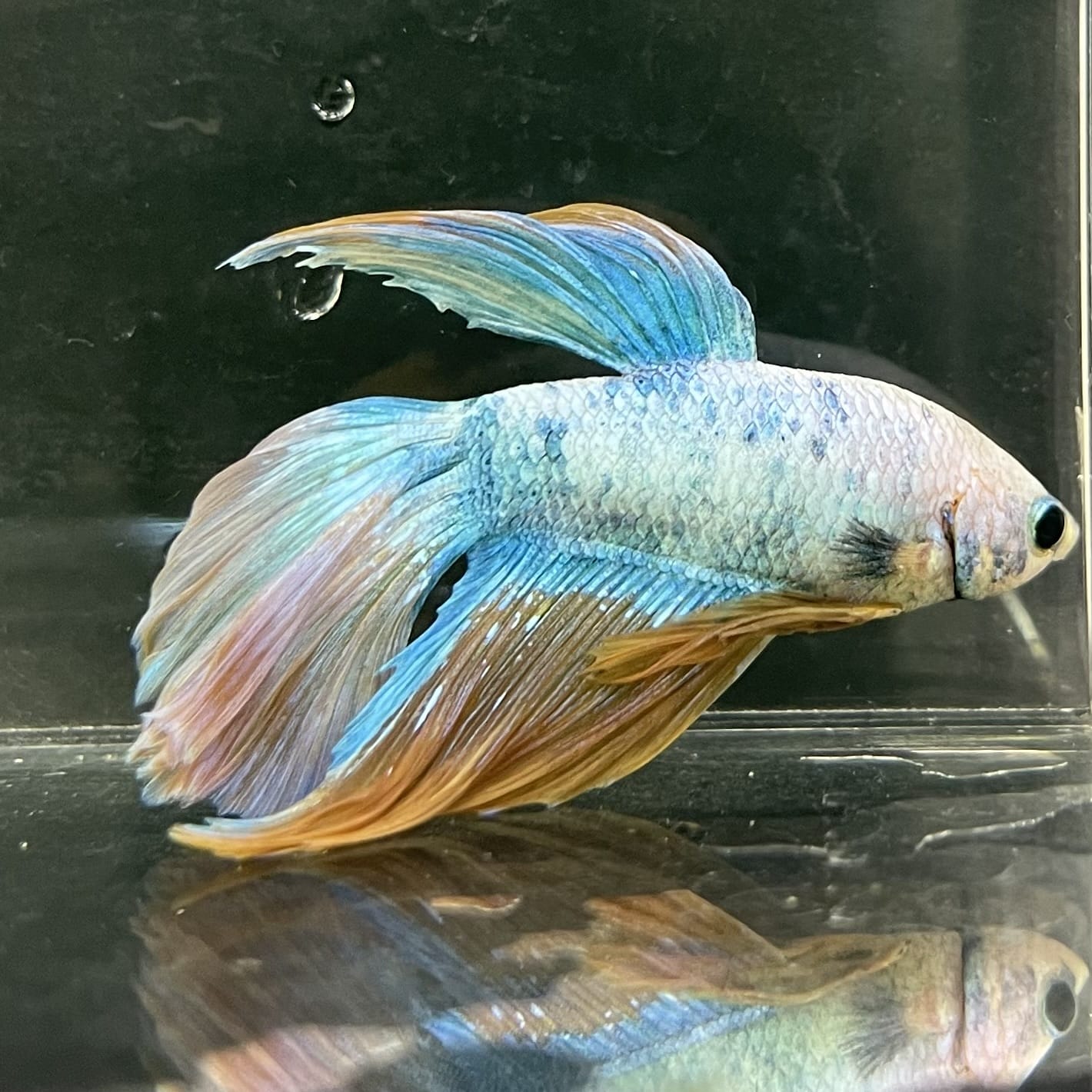 the-fish-farm Male Betta Male Betta - One Only - 22 Choose your favourite Male Betta from The Fish Farm Australia