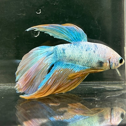 the-fish-farm Male Betta Male Betta - One Only - 22 Choose your favourite Male Betta from The Fish Farm Australia