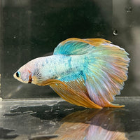 the-fish-farm Male Betta Male Betta - One Only - 22 Choose your favourite Male Betta from The Fish Farm Australia
