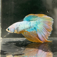 the-fish-farm Male Betta Male Betta - One Only - 22 Choose your favourite Male Betta from The Fish Farm Australia