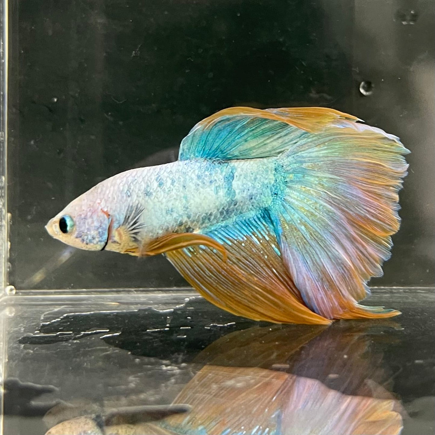 the-fish-farm Male Betta Male Betta - One Only - 22 Choose your favourite Male Betta from The Fish Farm Australia