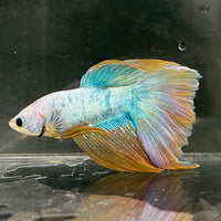 the-fish-farm Male Betta Male Betta - One Only - 22 Choose your favourite Male Betta from The Fish Farm Australia