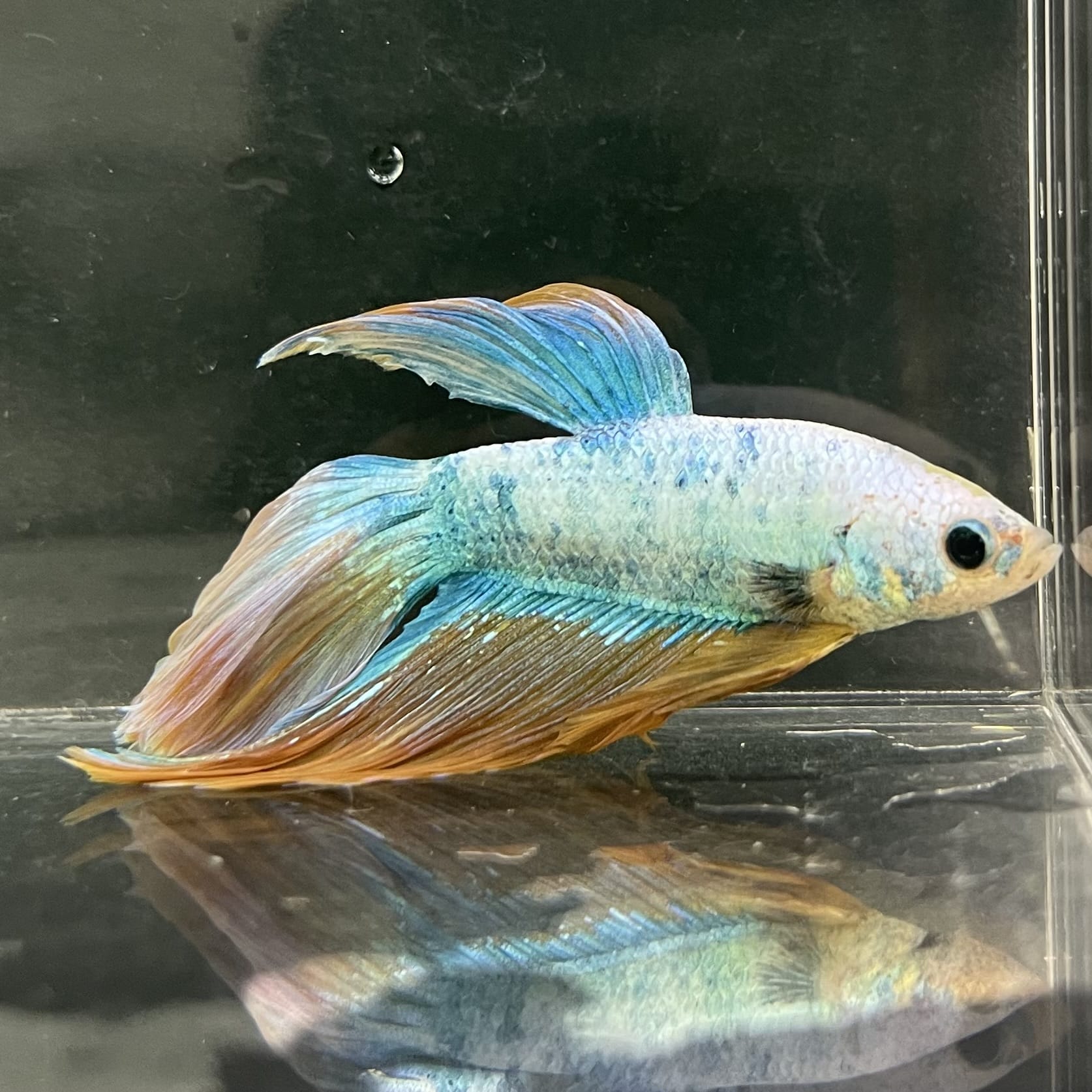 the-fish-farm Male Betta Male Betta - One Only - 22 Choose your favourite Male Betta from The Fish Farm Australia