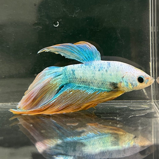 the-fish-farm Male Betta Male Betta - One Only - 22 Choose your favourite Male Betta from The Fish Farm Australia