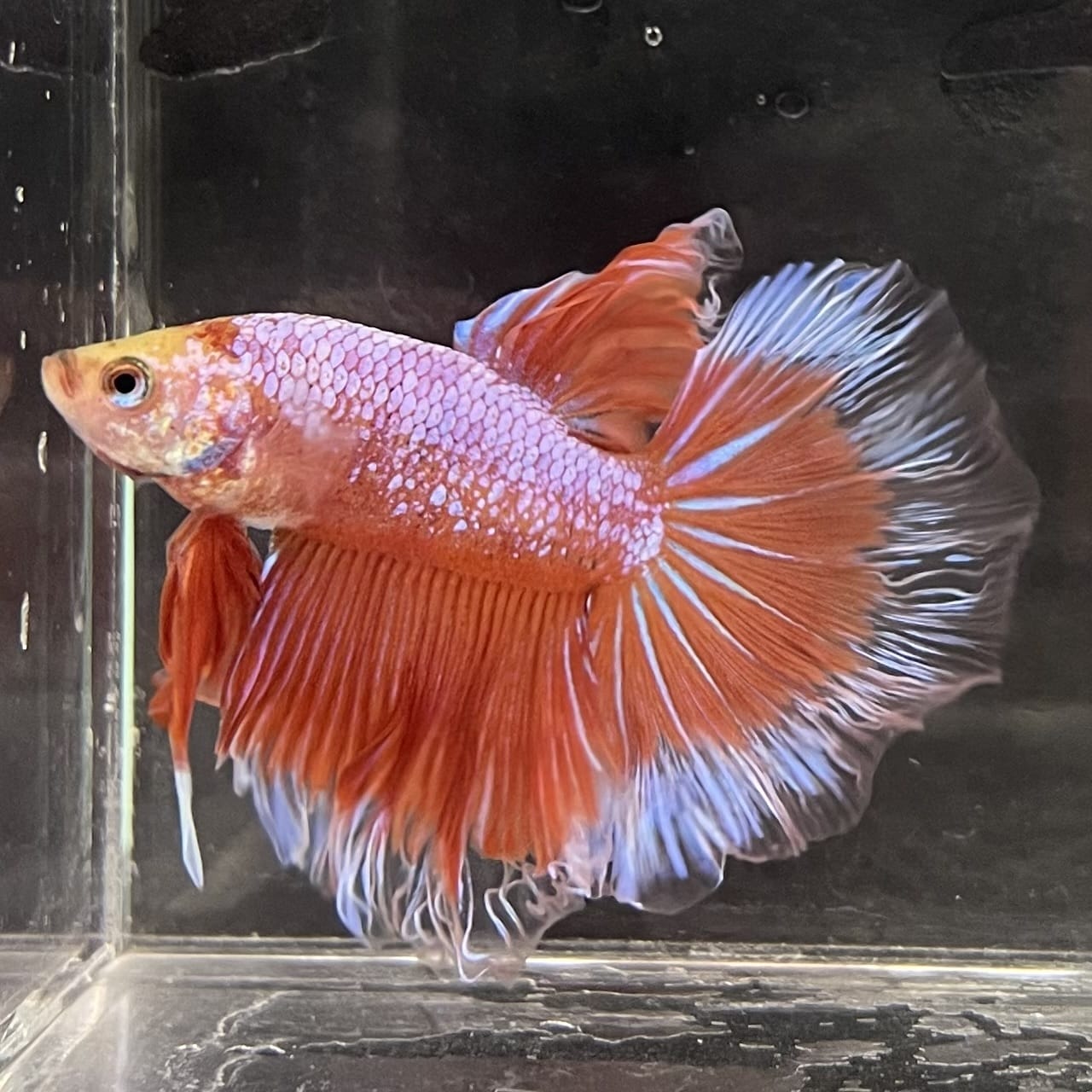 the-fish-farm Male Betta Male Betta - One Only - 22 Choose your favourite Male Betta from The Fish Farm Australia