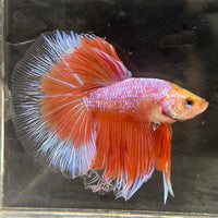 the-fish-farm Male Betta Male Betta - One Only - 22 Choose your favourite Male Betta from The Fish Farm Australia
