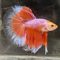 the-fish-farm Male Betta Male Betta - One Only - 22 Choose your favourite Male Betta from The Fish Farm Australia