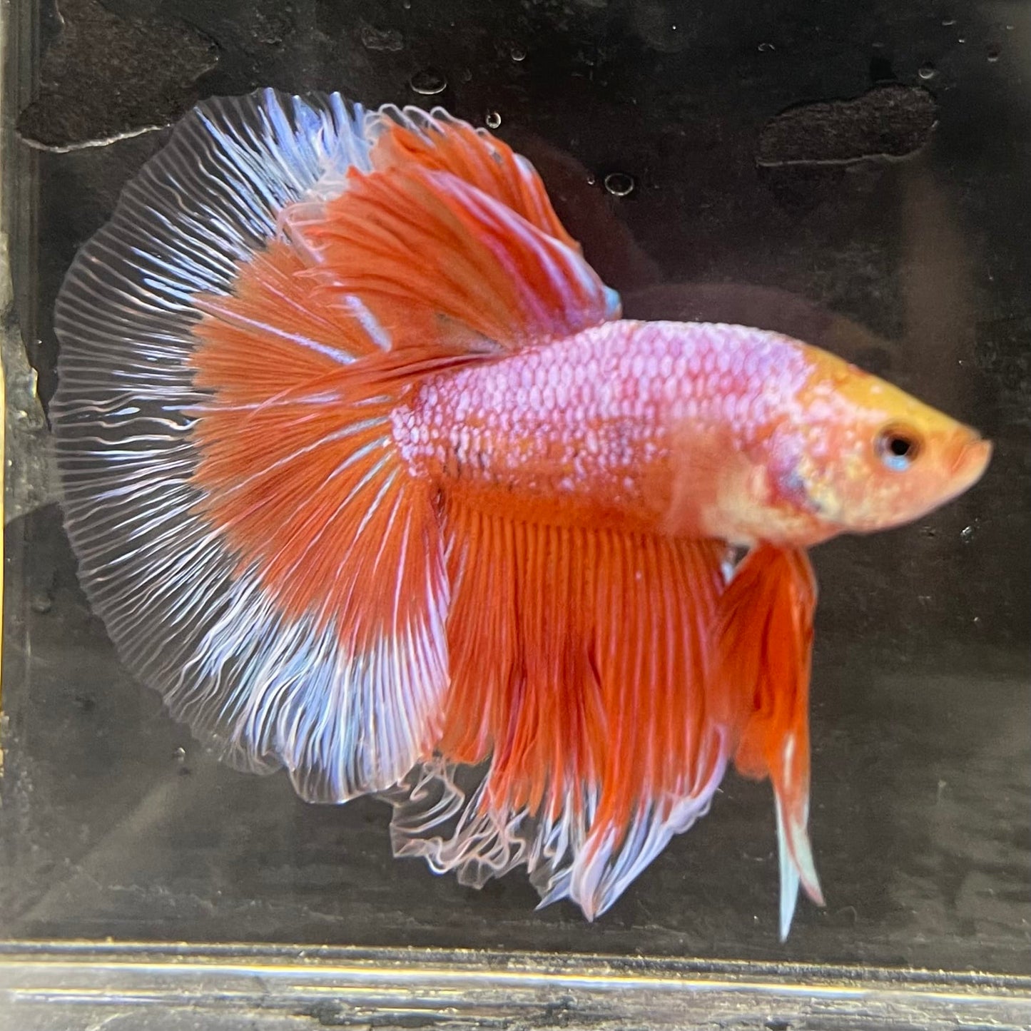the-fish-farm Male Betta Male Betta - One Only - 22 Choose your favourite Male Betta from The Fish Farm Australia