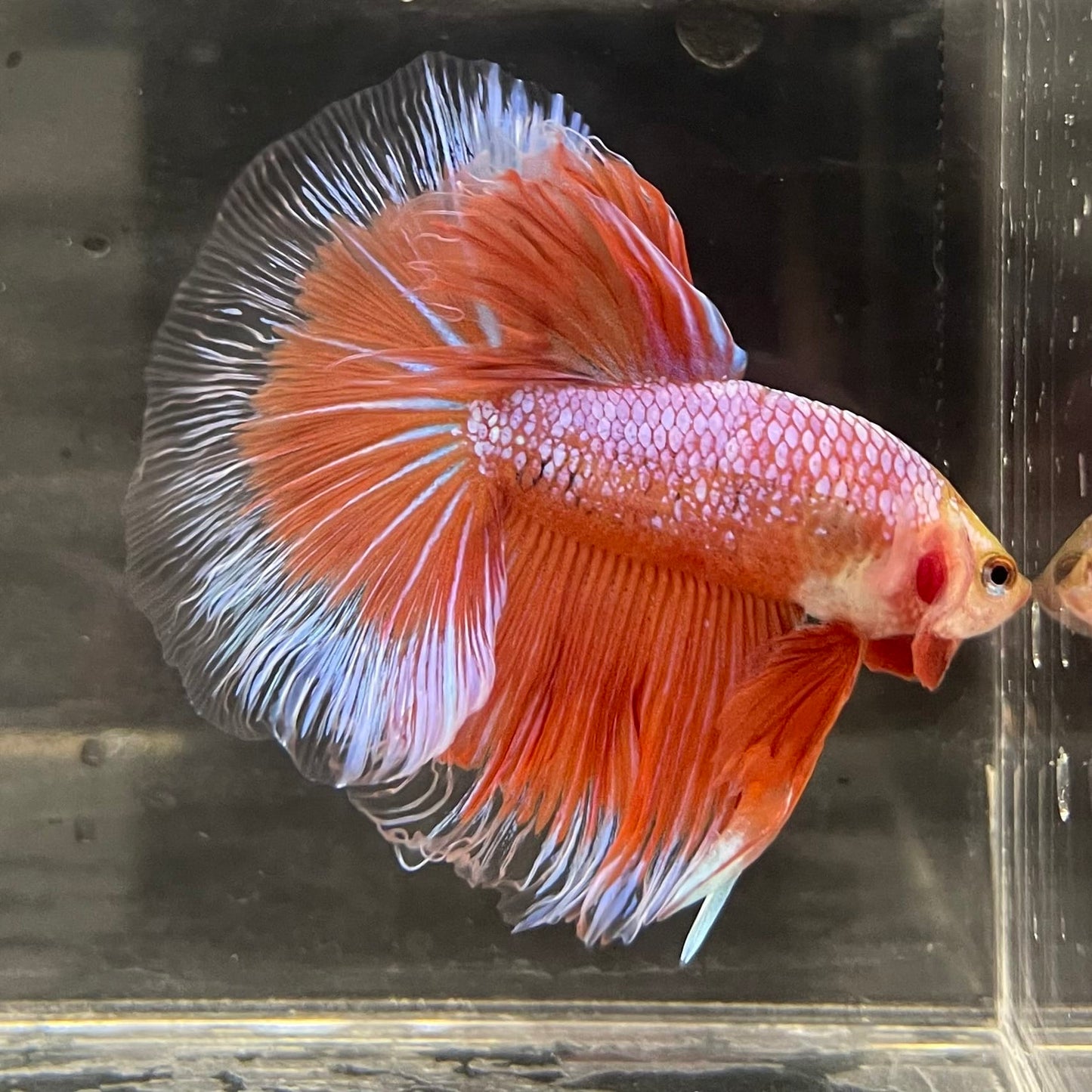 the-fish-farm Male Betta Male Betta - One Only - 22 Choose your favourite Male Betta from The Fish Farm Australia